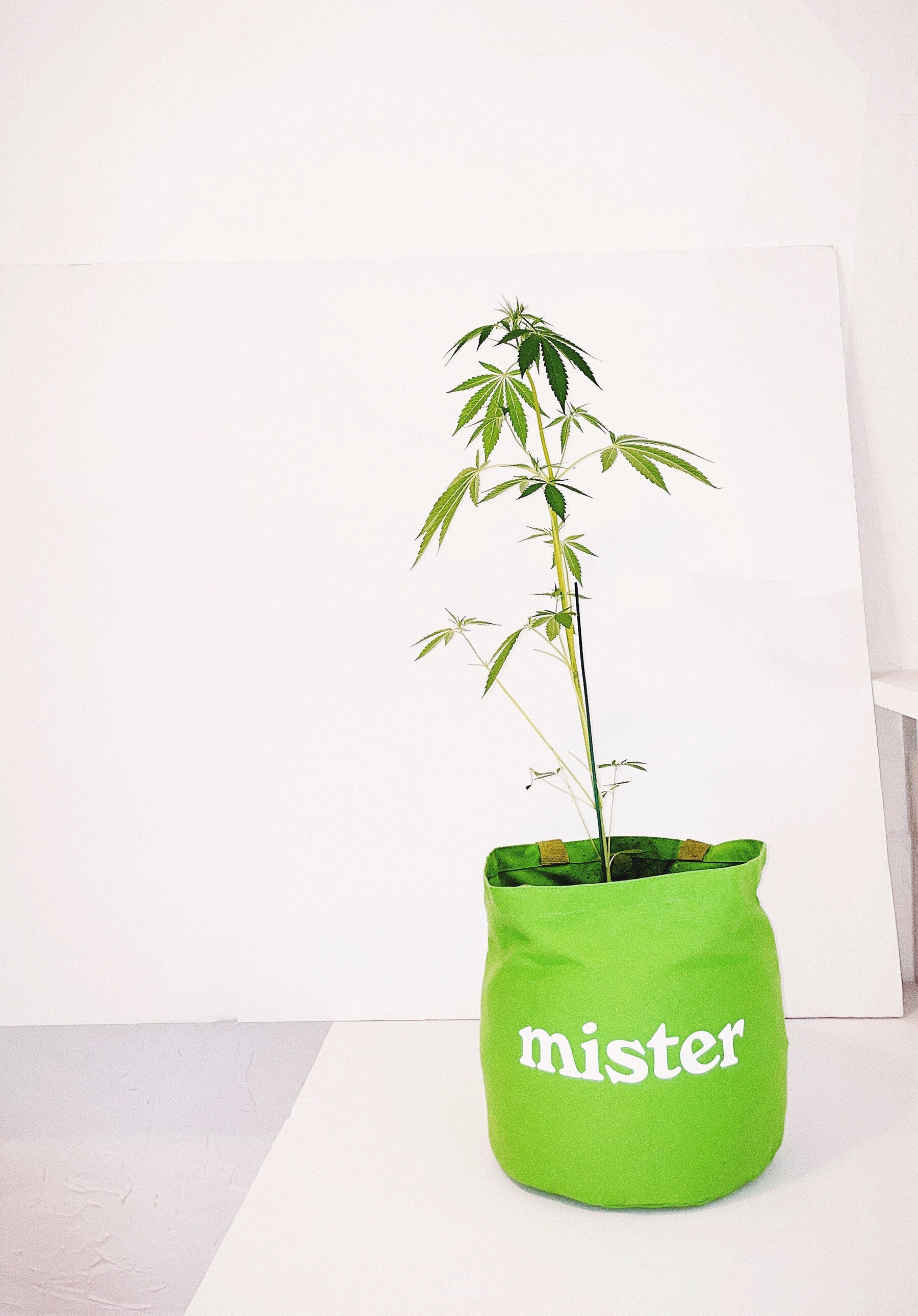 Medium Round Tote / Grow Bag - Green-Mister Green-Mister Green